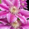 Dr. Ruppel Clematis - 1 Gallon Pot -Cheap PLANTS Store clematis dr ruppel 10