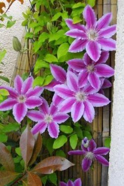Dr. Ruppel Clematis - 1 Gallon Pot -Cheap PLANTS Store clematis dr ruppel 11
