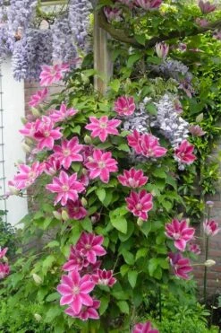 Dr. Ruppel Clematis - 1 Gallon Pot -Cheap PLANTS Store clematis dr ruppel 12