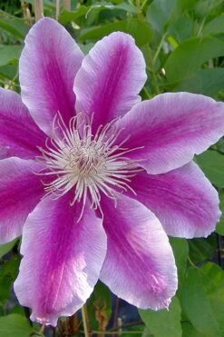 Dr. Ruppel Clematis - 1 Gallon Pot -Cheap PLANTS Store clematis dr ruppel 2