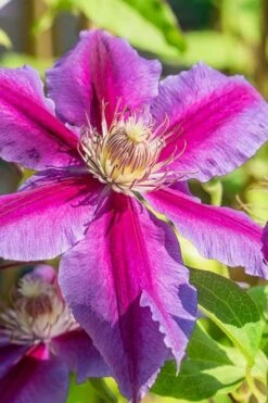 Dr. Ruppel Clematis - 1 Gallon Pot -Cheap PLANTS Store clematis dr ruppel 3