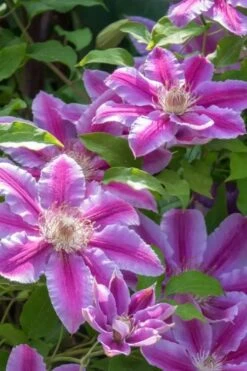 Dr. Ruppel Clematis - 1 Gallon Pot -Cheap PLANTS Store clematis dr ruppel 4