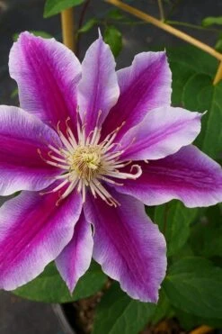 Dr. Ruppel Clematis - 1 Gallon Pot -Cheap PLANTS Store clematis dr ruppel 7