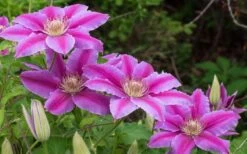 Dr. Ruppel Clematis - 1 Gallon Pot -Cheap PLANTS Store clematis dr ruppel 8