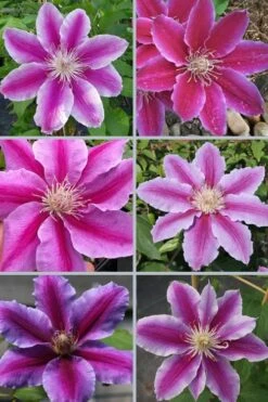 Dr. Ruppel Clematis - 1 Gallon Pot -Cheap PLANTS Store clematis dr ruppel 9