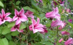 Duchess Of Albany Clematis - 1 Gallon Pot -Cheap PLANTS Store clematis duchess of albany 5