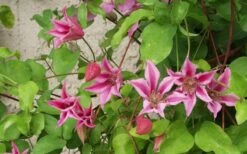 Duchess Of Albany Clematis - 1 Gallon Pot -Cheap PLANTS Store clematis duchess of albany 6