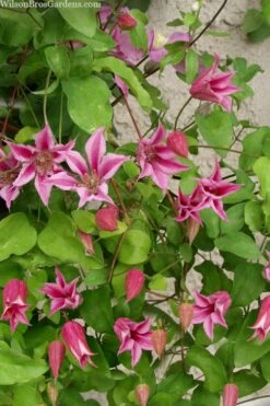 Duchess Of Albany Clematis - 1 Gallon Pot -Cheap PLANTS Store clematis duchess of albany 7
