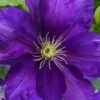 Duchess Of Cornwall Clematis- 1 Gallon Pot -Cheap PLANTS Store clematis duchess of cornwall 3