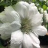 Duchess Of Edinburgh Clematis - 1 Gallon Pot -Cheap PLANTS Store clematis duchess of edinburgh 5
