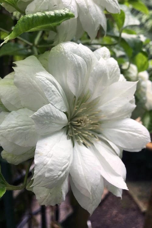 Duchess Of Edinburgh Clematis - 1 Gallon Pot 3 Duchess Of Edinburgh Clematis - 1 Gallon Pot