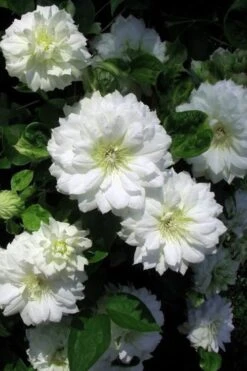 Duchess Of Edinburgh Clematis - 1 Gallon Pot 11 Duchess Of Edinburgh Clematis - 1 Gallon Pot -Cheap PLANTS Store clematis duchess of edinburgh 7