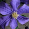 Durandii Clematis - 1 Gallon Pot -Cheap PLANTS Store clematis durandii 10