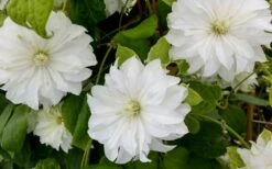 Duchess Of Edinburgh Clematis - 2 Gallon Pot -Cheap PLANTS Store clematis duschess of edinburgh 3 1