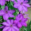Elsa Spath Clematis - 1 Gallon Pot 2 Elsa Spath Clematis - 1 Gallon Pot -Cheap PLANTS Store clematis elsa spath 6