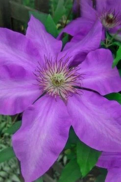 Elsa Spath Clematis - 1 Gallon Pot -Cheap PLANTS Store clematis elsa spath 7