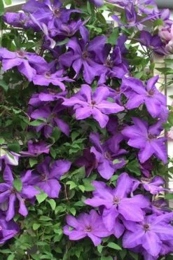 Elsa Spath Clematis - 1 Gallon Pot -Cheap PLANTS Store clematis elsa spath 9