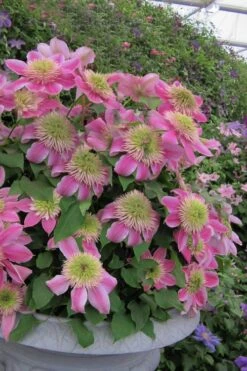 Empress Clematis - 1 Gallon Pot -Cheap PLANTS Store clematis empress 4