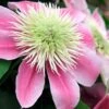 Empress Clematis - 1 Gallon Pot -Cheap PLANTS Store clematis empress 6