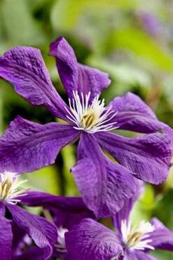 Etoile Violette Clematis - 1 Gallon Pot -Cheap PLANTS Store clematis etoile violette 10