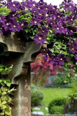 Etoile Violette Clematis - 1 Gallon Pot -Cheap PLANTS Store clematis etoile violette 11