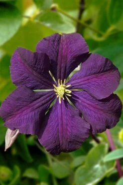 Etoile Violette Clematis - 1 Gallon Pot -Cheap PLANTS Store clematis etoile violette 13
