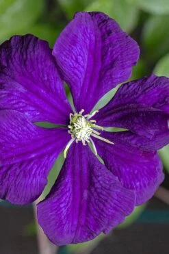 Etoile Violette Clematis - 1 Gallon Pot -Cheap PLANTS Store clematis etolie violette 1