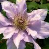 Filigree Clematis - 1 Gallon Pot 2 Filigree Clematis - 1 Gallon Pot -Cheap PLANTS Store clematis filigree 3