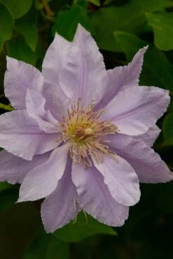 Filigree Clematis - 1 Gallon Pot -Cheap PLANTS Store clematis filigree 4