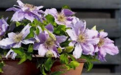 Filigree Clematis - 1 Gallon Pot -Cheap PLANTS Store clematis filigree 7