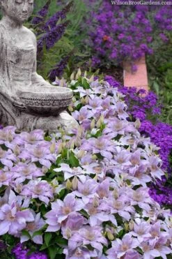 Filigree Clematis - 1 Gallon Pot -Cheap PLANTS Store clematis filigree 9