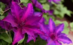 Fleuri Clematis - 1 Gallon Pot -Cheap PLANTS Store clematis fleuri 19