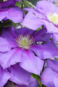 General Sikorski Clematis - 1 Gallon Pot -Cheap PLANTS Store clematis general sikorski 6
