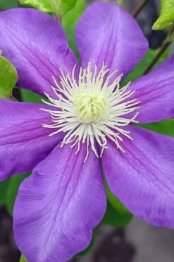 General Sikorski Clematis - 1 Gallon Pot -Cheap PLANTS Store clematis general sikorski 8