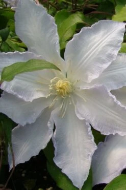Gillian Blades Clematis - 1 Gallon Pot -Cheap PLANTS Store clematis gillian blades 5