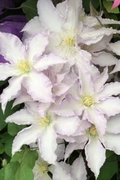 Gillian Blades Clematis - 1 Gallon Pot -Cheap PLANTS Store clematis gillian blades 500x750 1