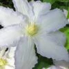 Gillian Blades Clematis - 1 Gallon Pot -Cheap PLANTS Store clematis gillian blades 7