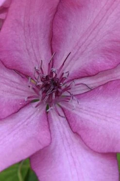 Giselle Clematis - 1 Gallon Pot -Cheap PLANTS Store clematis giselle 10