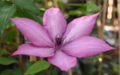 Giselle Clematis - 1 Gallon Pot -Cheap PLANTS Store clematis giselle 11
