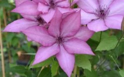 Giselle Clematis - 1 Gallon Pot -Cheap PLANTS Store clematis giselle 12