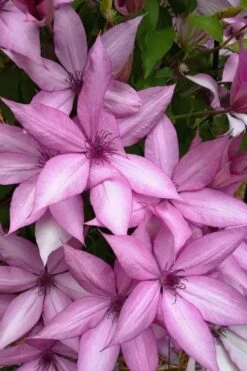 Giselle Clematis - 1 Gallon Pot -Cheap PLANTS Store clematis giselle 13