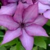 Giselle Clematis - 1 Gallon Pot -Cheap PLANTS Store clematis giselle 9