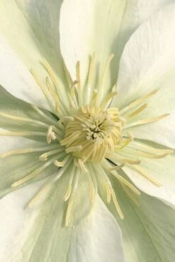Guernsey Cream Clematis - 1 Gallon Pot -Cheap PLANTS Store clematis guernsey cream 1