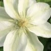 Guernsey Cream Clematis - 1 Gallon Pot 1 Guernsey Cream Clematis - 1 Gallon Pot -Cheap PLANTS Store clematis guernsey cream 2