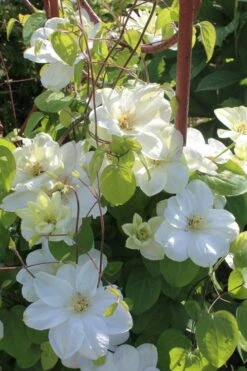 Guernsey Cream Clematis - 1 Gallon Pot -Cheap PLANTS Store clematis guernsey cream 3