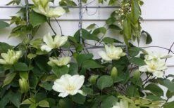 Guernsey Cream Clematis - 1 Gallon Pot -Cheap PLANTS Store clematis guernsey cream 4