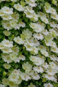Guernsey Cream Clematis - 1 Gallon Pot -Cheap PLANTS Store clematis guernsey cream 5