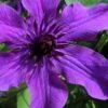 Guiding Promise Clematis - 1 Gallon Pot -Cheap PLANTS Store clematis guiding promise 4