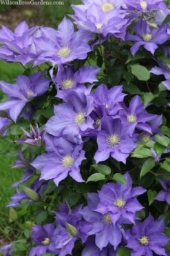 H. F. Young Clematis - 1 Gallon Pot -Cheap PLANTS Store clematis h f young 13