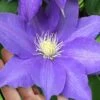 H. F. Young Clematis - 1 Gallon Pot 2 H. F. Young Clematis - 1 Gallon Pot -Cheap PLANTS Store clematis h f young 17